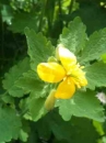 flower  : nom scientifique : Chelidonium majus L. , Chelidonium , Papaveraceae 