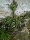 whole  : nom scientifique : Linaria cymbalaria (L.) Mill. , Linaria , Plantaginaceae 