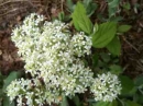 flower  : nom scientifique : Lepidium draba L. , Lepidium , Brassicaceae 