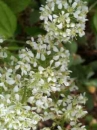 flower  : nom scientifique : Lepidium draba L. , Lepidium , Brassicaceae 