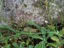 stemleaf :
