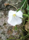 flower :