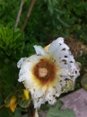 flower  : 