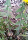 stemleaf : nom scientifique : Taraxacum officinale F.H. Wigg. , Taraxacum , Asteraceae