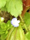 flower  : nom scientifique : Veronica persica Poir. , Veronica , Plantaginaceae 