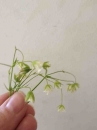 flower  : 