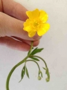 flower  : 