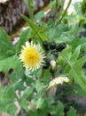 flower  : nom scientifique : Sonchus oleraceus L. , Sonchus , Asteraceae 