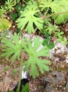 leaf  : nom scientifique : Geranium dissectum L. , Geranium , Geraniaceae 