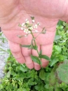 whole  : nom scientifique : Capsella bursa-pastoris (L.) Medik. , Capsella , Brassicaceae 