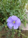 flower  : nom scientifique : Linum perenne L. , Linum , Linaceae 