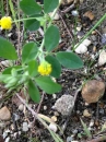 flower  : nom scientifique : Medicago L. , Fabaceae 