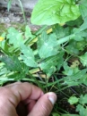 leaf  : nom scientifique : Ranunculus L. , Ranunculaceae 