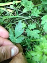 leaf  : nom scientifique : Ranunculus L. , Ranunculaceae 