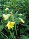 flower  : nom scientifique : Oxalis europaea Jord. , Oxalis , Oxalidaceae 