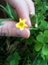 flower  : nom scientifique : Oxalis europaea Jord. , Oxalis , Oxalidaceae 