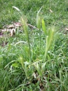 whole  : nom scientifique : Hordeum murinum L. , Hordeum , Poaceae 