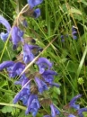 flower  : nom scientifique : Salvia pratensis L. , Salvia , Lamiaceae 