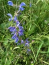 flower  : nom scientifique : Salvia pratensis L. , Salvia , Lamiaceae 