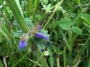 stemleaf  : nom scientifique : Salvia pratensis L. , Salvia , Lamiaceae 