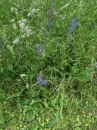 environment  : nom scientifique : Salvia pratensis L. , Salvia , Lamiaceae 