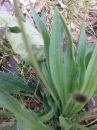 leaf  : nom scientifique : Plantago lanceolata L. , Plantago , Plantaginaceae 