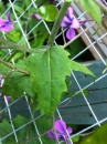 leaf  : nom scientifique : Lunaria rediviva L. , Lunaria , Brassicaceae 