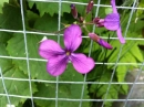 flower  : nom scientifique : Lunaria rediviva L. , Lunaria , Brassicaceae 