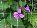 flower  : nom scientifique : Lunaria rediviva L. , Lunaria , Brassicaceae 