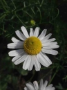 flower  : nom scientifique : Chamomilla recutita (L.) Rauschert , Chamomilla , Asteraceae 