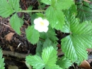 flower  : nom scientifique : Fragaria vesca L. , Fragaria , Rosaceae 