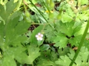 flower : , Geranium , Geraniaceae