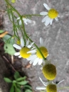 leaf  : , Chamomilla , Asteraceae 