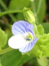 flower  : nom scientifique : Veronica chamaedrys L. , Veronica , Plantaginaceae 