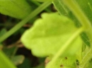 leaf  : nom scientifique : Veronica chamaedrys L. , Veronica , Plantaginaceae 