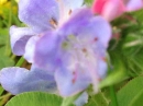 flower  : nom scientifique : Echium vulgare L. , Echium , Boraginaceae 