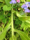 stemleaf  : nom scientifique : Echium vulgare L. , Echium , Boraginaceae 