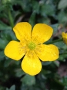 flower  : nom scientifique : Ranunculus repens L. , Ranunculus , Ranunculaceae 