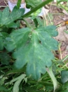 leaf  : nom scientifique : Ranunculus repens L. , Ranunculus , Ranunculaceae 