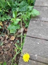 flower  : nom scientifique : Taraxacum officinale F.H. Wigg. , Taraxacum , Asteraceae 