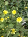 flower  : nom scientifique : Lapsana communis L. , Lapsana , Asteraceae 