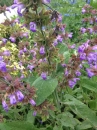 stemleaf : nom scientifique : Salvia officinalis L. , Salvia , Lamiaceae
