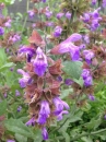 flower : nom scientifique : Salvia officinalis L. , Salvia , Lamiaceae