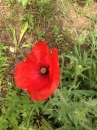 flower : nom scientifique : Papaver rhoeas L. , Papaver , Papaveraceae