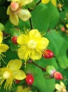 leaf : nom scientifique : Hypericum androsaemum L. , Hypericum , Hypericaceae