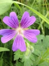 flower :