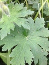 leaf :