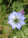 flower :