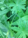 stemleaf : nom scientifique : Geranium sanguineum L. , Geranium , Geraniaceae