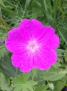 flower : nom scientifique : Geranium sanguineum L. , Geranium , Geraniaceae